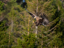 Havsörn