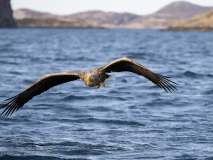 Havsörn