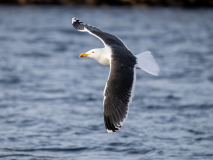 Havstrut