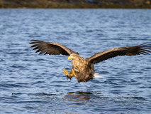 Havsörn