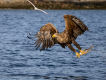 Havsörn