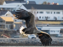 Havsörn