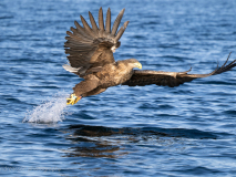 Havsörn