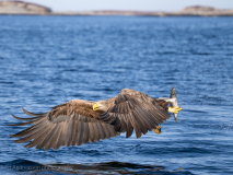 Havsörn