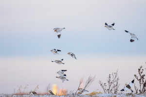 Ontario | Snow buntings