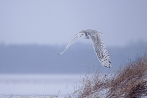 Ontario | Snowy Owls
