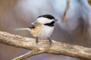 Ontario | Woodland birds