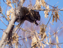 Fox Squirrel