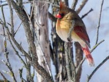 Northern Cardinal
