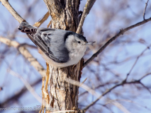 White-breasted Nuthatch