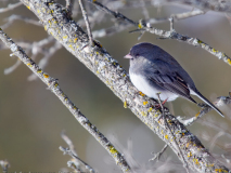 Dark-eyed Junco