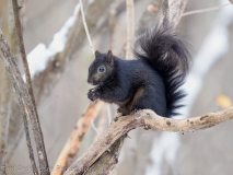 Fox Squirrel