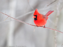 Northern Cardinal
