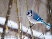 Blue Jay
