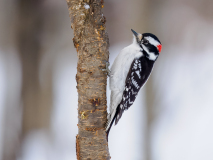 Downy woodpecker