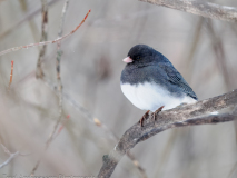 Dark-eyed Junco