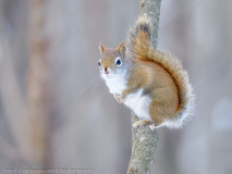 American Gray Squirrel