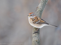American Tree Sparrow