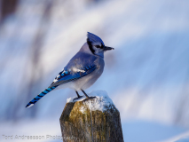 Blue Jay