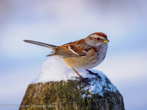 American Tree Sparrow
