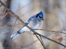 Blue Jay