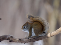 American Gray Squirrel