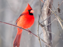 Northern Cardinal
