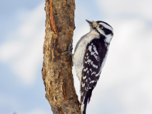 Downy woodpecker