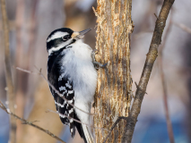 Hairy woodpecker