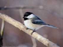 Black-capped Chickadee