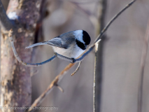 Black-capped Chickadee
