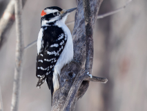 Hairy woodpecker