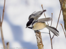 Black-capped Chickadee