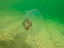 Öronmanet / Moon Jellyfish