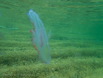 Öronmanet / Moon Jellyfish