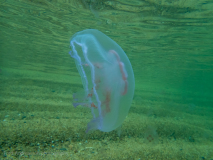 Öronmanet / Moon Jellyfish