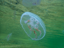 Öronmanet / Moon Jellyfish