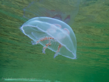 Öronmanet / Moon Jellyfish