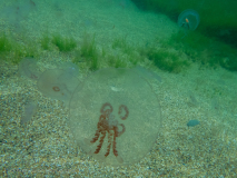 Öronmanet / Moon Jellyfish