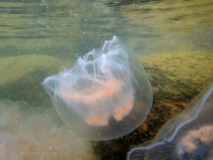 Öronmanet / Moon Jellyfish