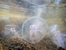 Öronmanet / Moon Jellyfish