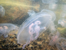Öronmanet / Moon Jellyfish