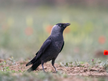 Jackdaw