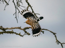 Hoopoe