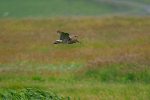 Shetland | Loch Spiggie