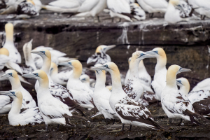 Shetland | Noss