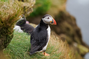 Shetland | Sumburgh Head