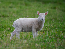 Lamm