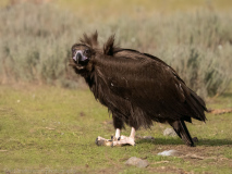Grågam