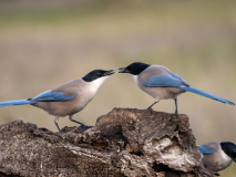 Blåskata